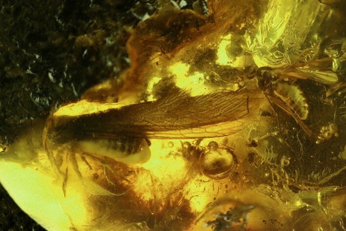 Fossil Winged Termite (Isoptera) & Fly (Diptera) In Baltic Amber #173673